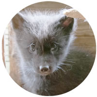 FUR2014_49.jpg