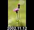2002.11.12