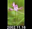 2002.11.16