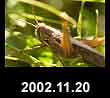 2002.11.20