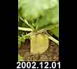 2002.12.01