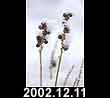2002.12.11