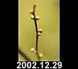 2002.12.29