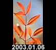 2003.01.06