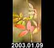 2003.01.09