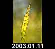 2003.01.11