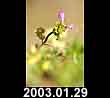 2003.01.29