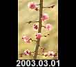 2003.03.01