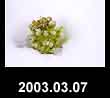 2003.03.07