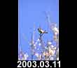 2003.03.11