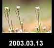 2003.03.13