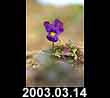 2003.03.14