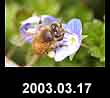 2003.03.17