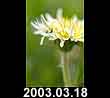 2003.03.18