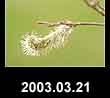 2003.03.21