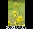 2003.04.03