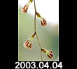 2003.04.04