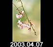2003.04.07