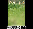 2003.04.11