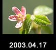 2003.04.17