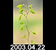 2003.04.22