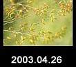 2003.04.26