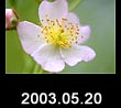 2003.05.20