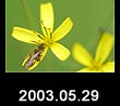 2003.05.29