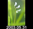 2003.05.31