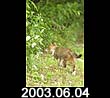 2003.06.04