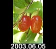 2003.06.05