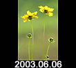 2003.06.06