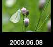 2003.06.08