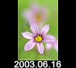 2003.06.16