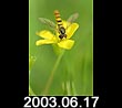 2003.06.17