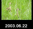 2003.06.22