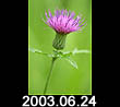 2003.06.24