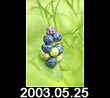 2003.06.25