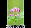 2003.07.13