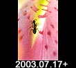 2003.07.17