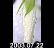 2003.07.22