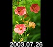 2003.07.26