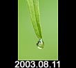 2003.08.11