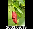 2003.09.19