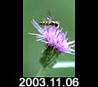 2003.11.06
