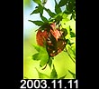 2003.11.11