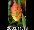2003.11.18