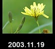 2003.11.19