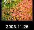2003.11.25