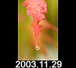 2003.11.29